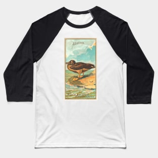 Albatross Baseball T-Shirt